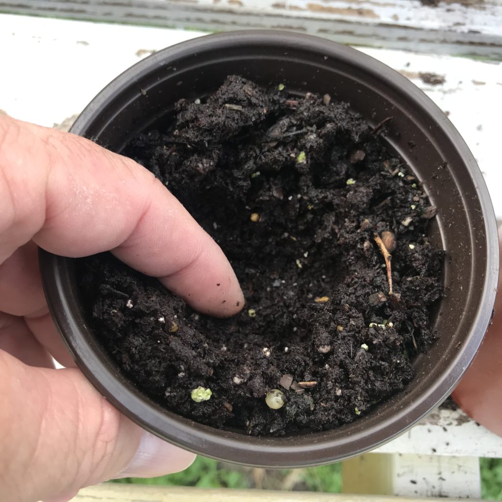 A persons finger making a hole in a small pot of earth