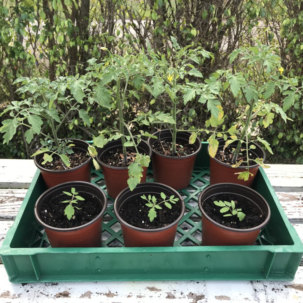 A tray of four pots with starter sized tomato plants in the back with three pots of newly planted tomato seedlings in the front