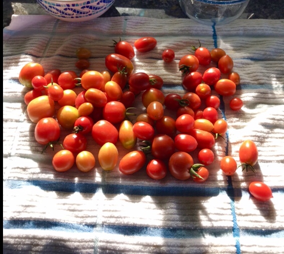 A variety of small ripened tomatoes on a cloth on a counter with the sun shinning on them.
