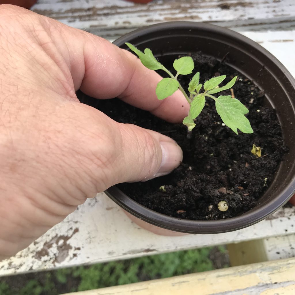 A persons fingers gently planting a tomato seedling in a pot of earth