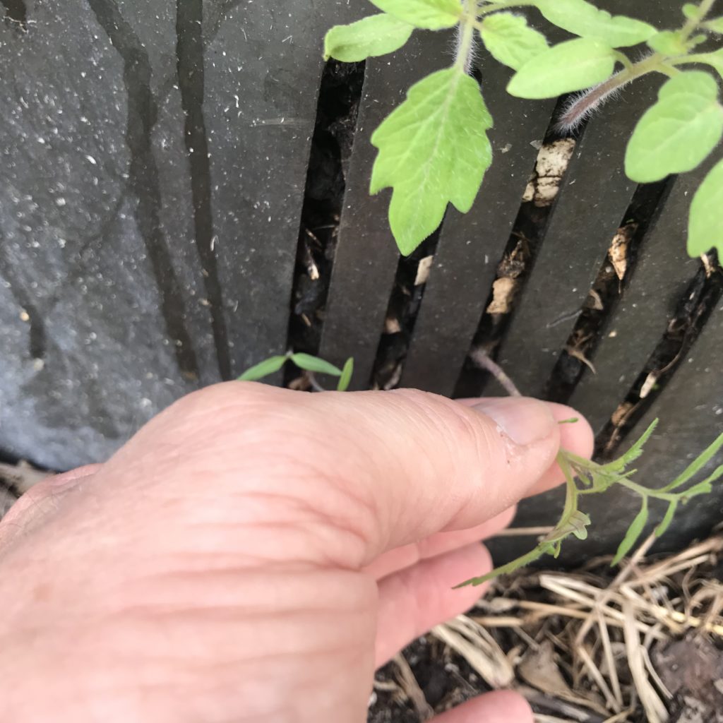 A persons fingers pulling gently on a tomato seedling sprout