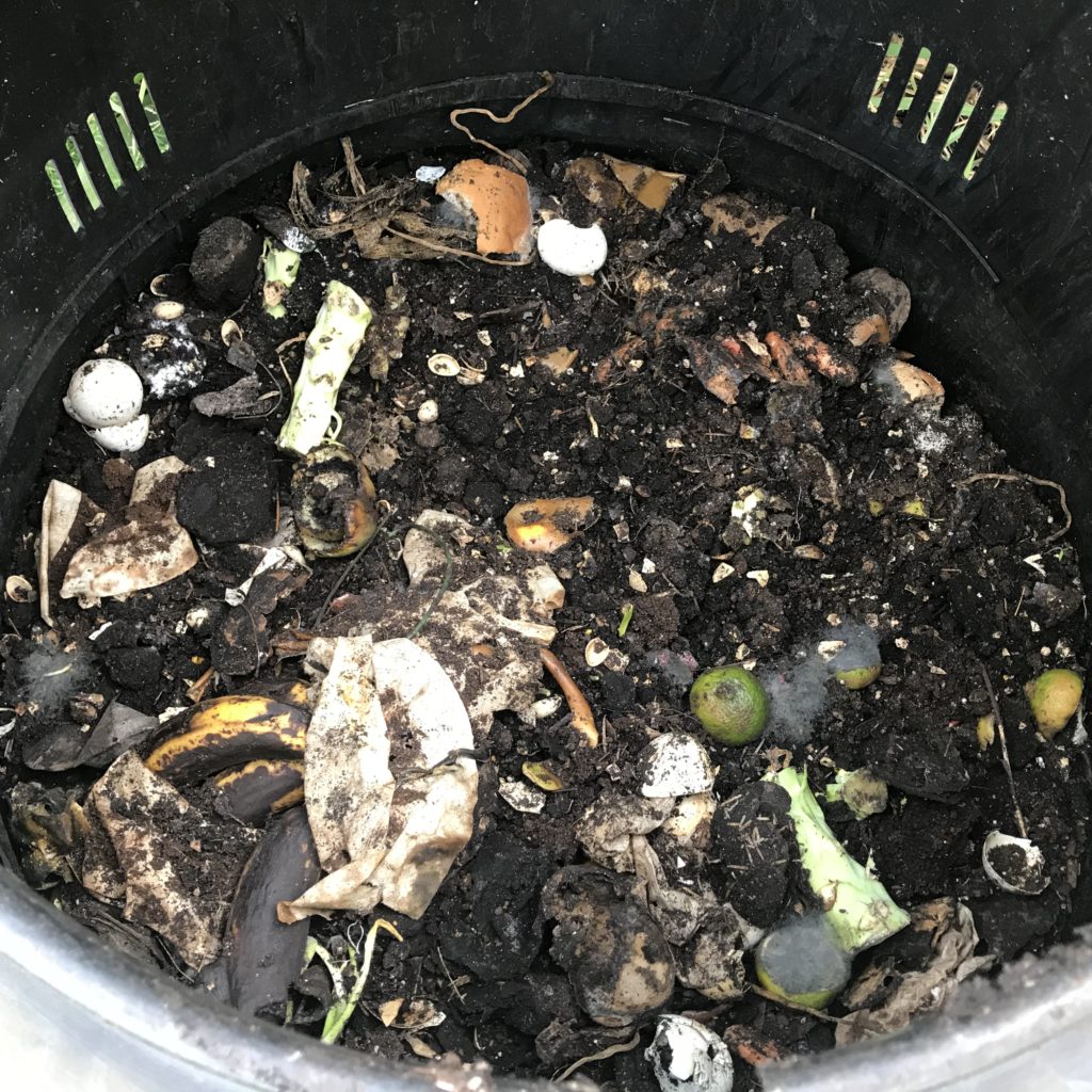 Looking inside a compost bin. Remnants of vegetable waste and coffee filters and limes visible